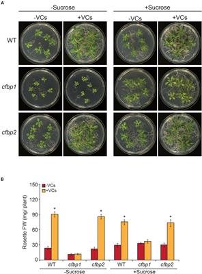 Proteostatic Regulation of MEP and Shikimate Pathways by Redox-Activated Photosynthesis Signaling in Plants Exposed to Small Fungal Volatiles